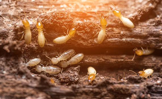 Il existe des solutions contre les termites dans la charpente